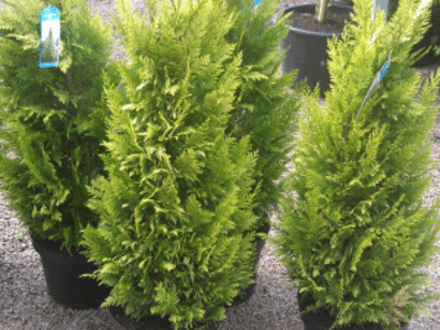 Een conifeer kopen voor in de tuin